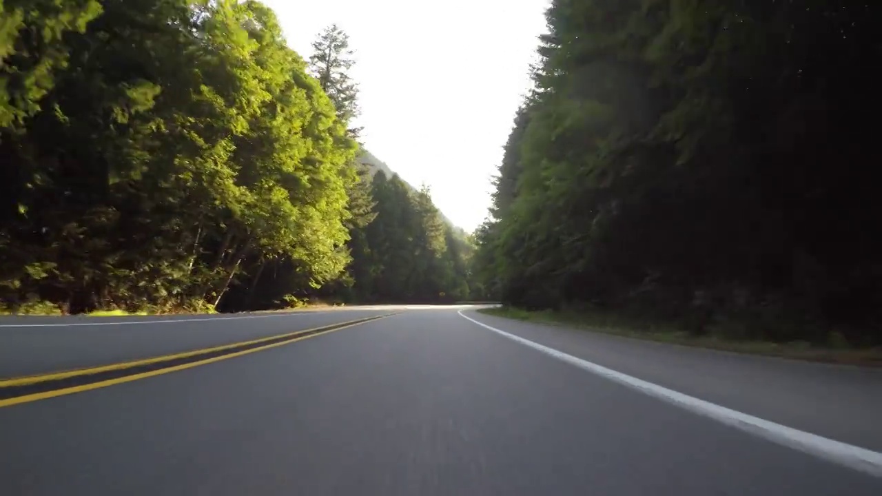 山路上的松树视频下载