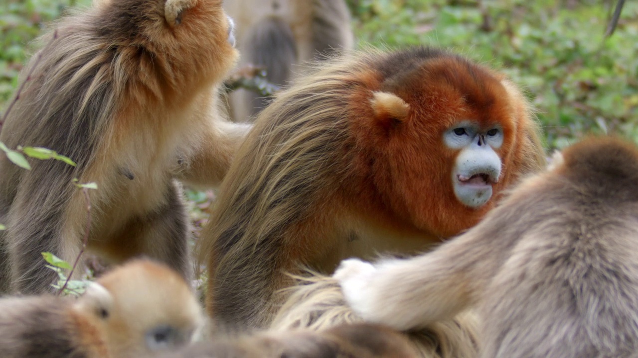 金丝猴保护大自然中的家庭视频下载