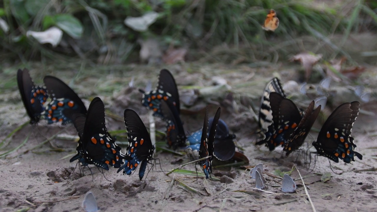 干泥坑里的多种蝴蝶视频下载