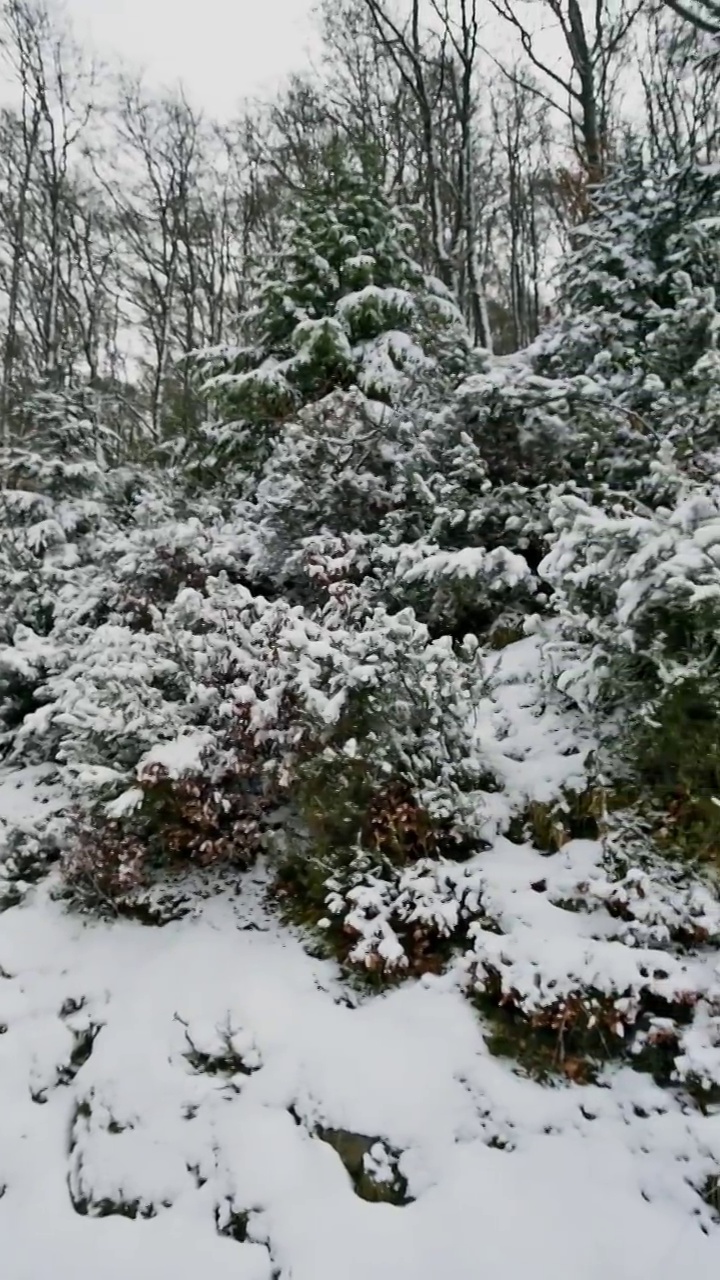白雪皑皑的松树视频素材