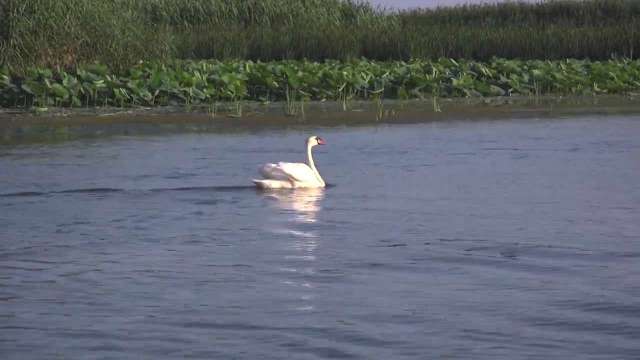 白天鹅在水上一起作为忠诚和爱情的概念。视频素材