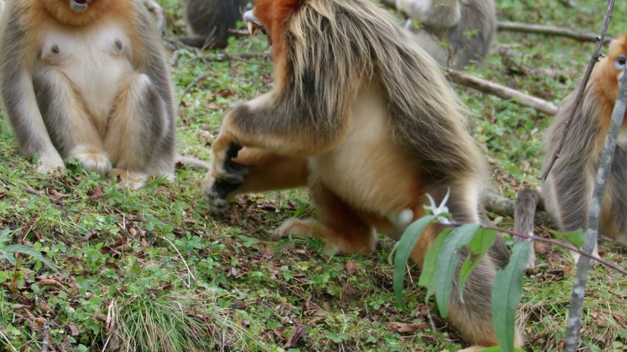雄性金丝猴保护家庭视频素材