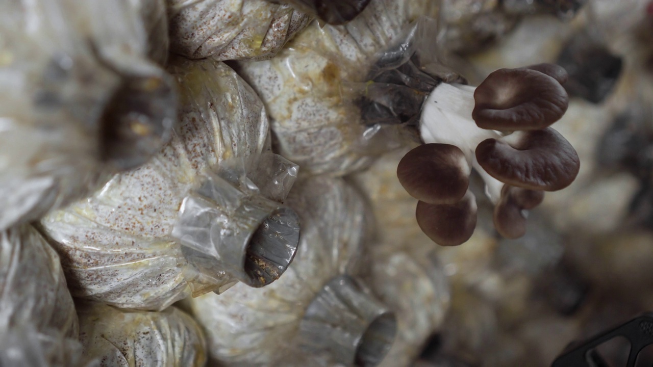 滑块拍摄的凤凰蘑菇生长在蘑菇农场视频素材