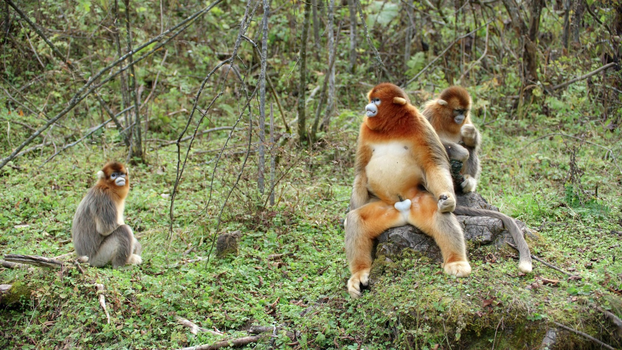 金丝猴在大自然中进食视频下载