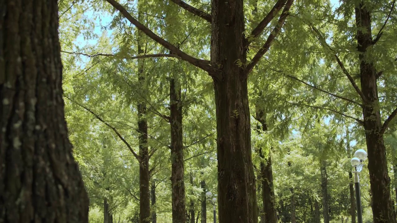 森林灌木丛。森林浴”形象视频素材