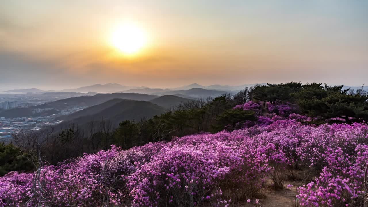 日落与黑夜——韩国京畿道金浦市加玄山的杜鹃花视频下载