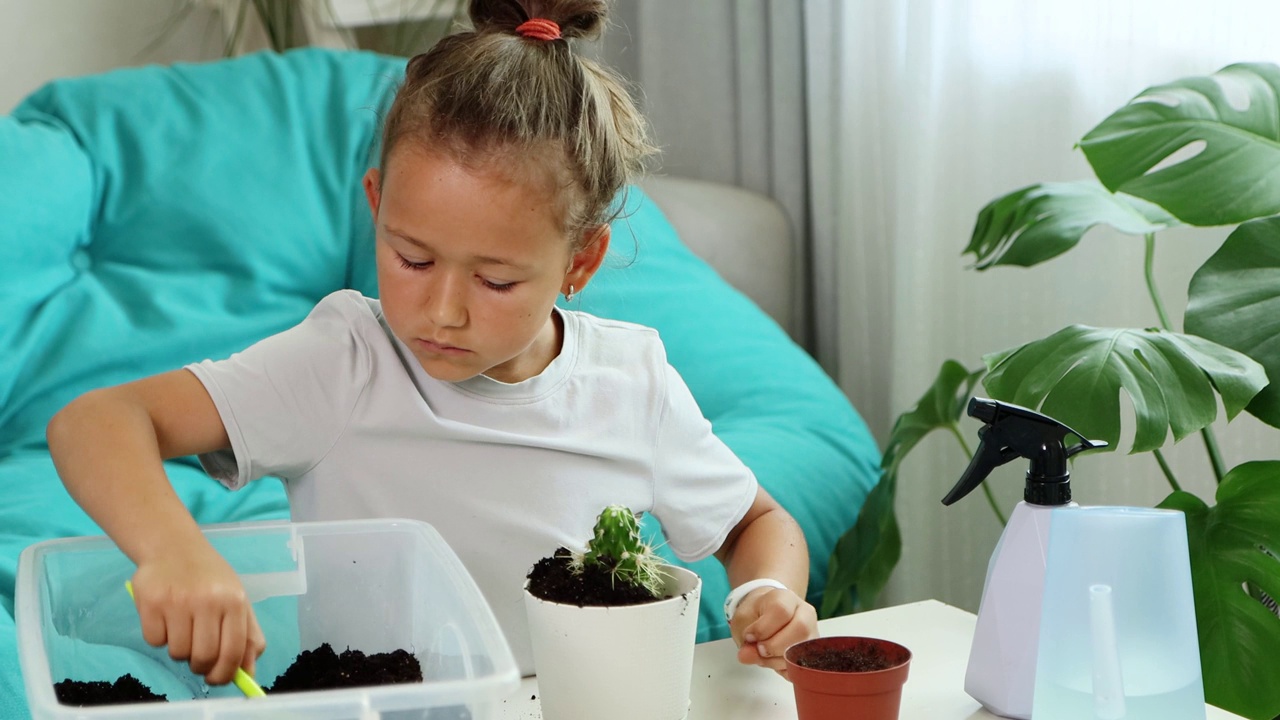 一个小女孩在家里把一棵仙人掌移植到新的花盆里视频素材