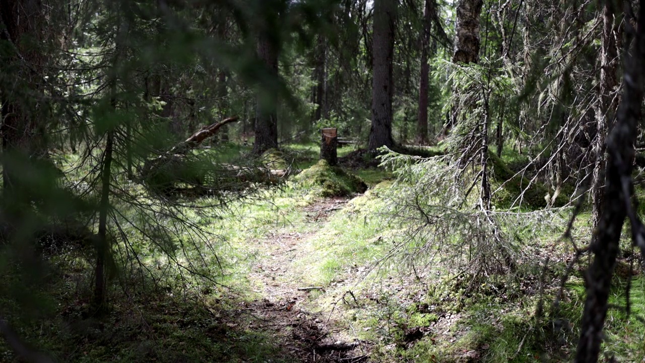 一个男人徒步穿越森林视频下载