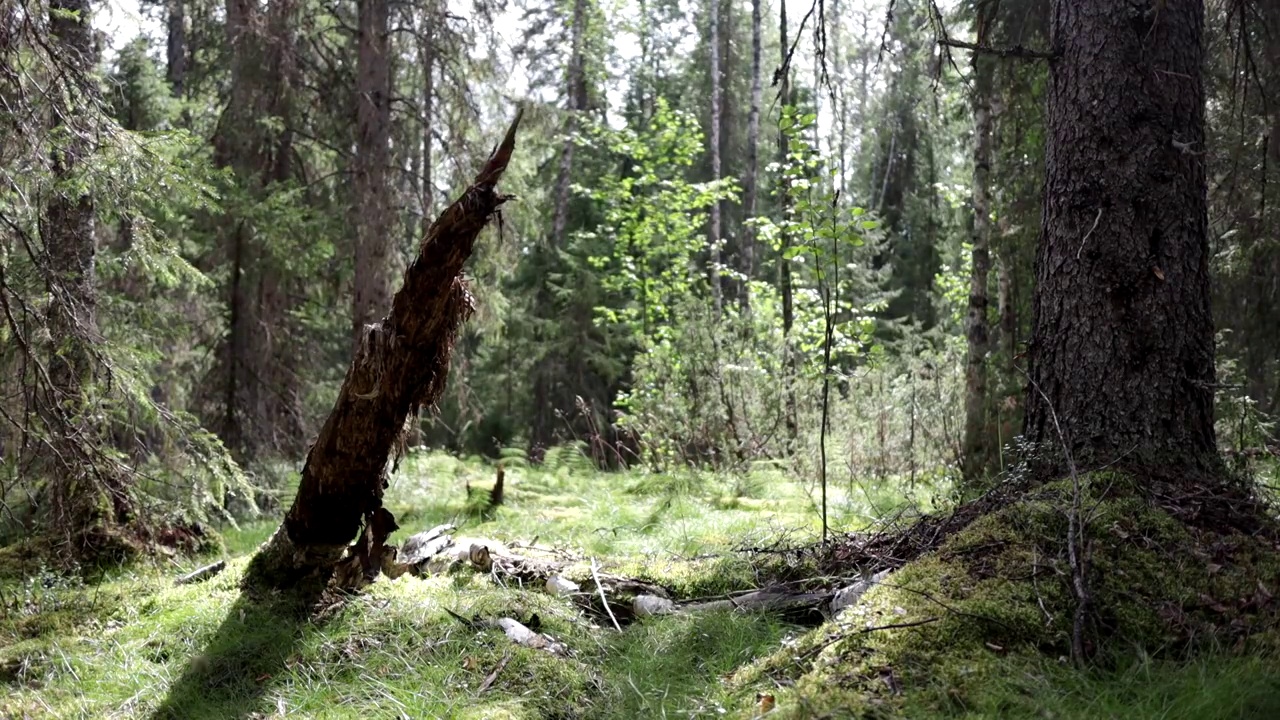 一个男人徒步穿越森林视频下载