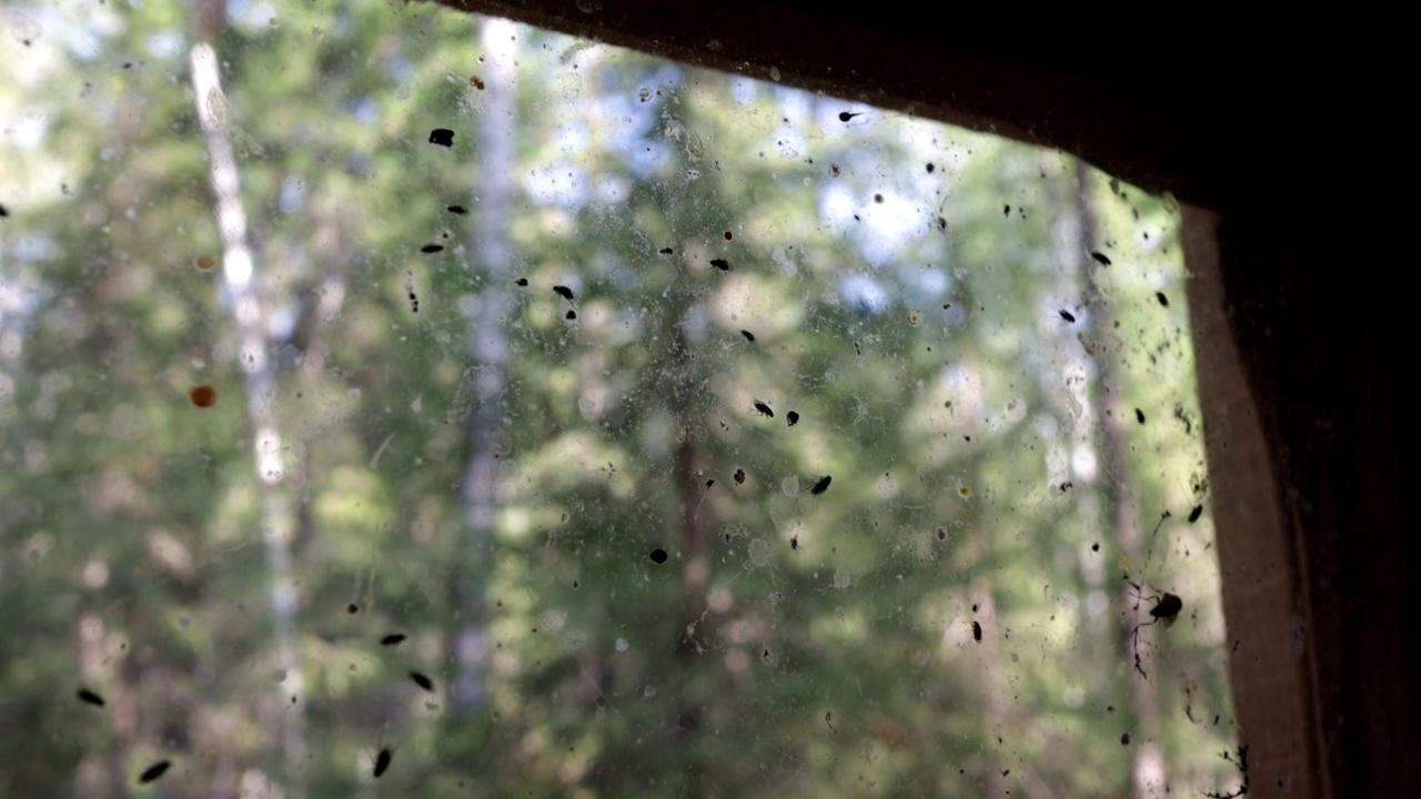 玻璃上有一大群苍蝇。混乱的昆虫。视频下载