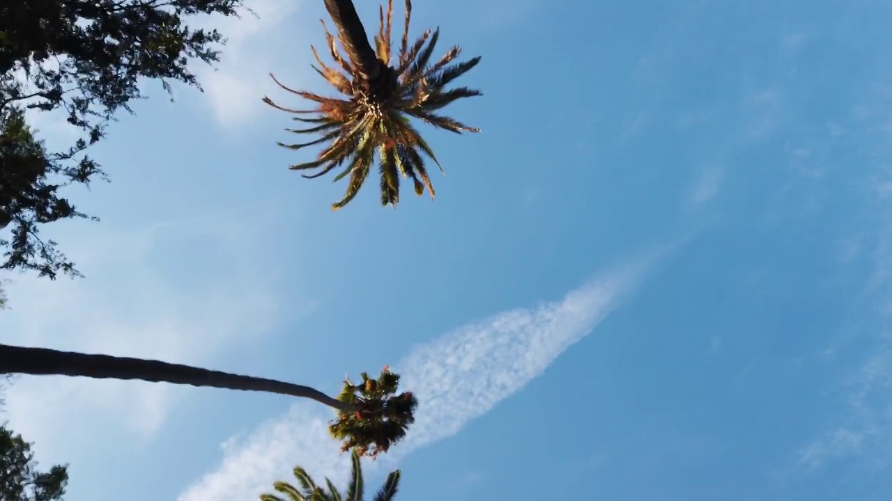 比佛利山庄的棕榈树视频下载