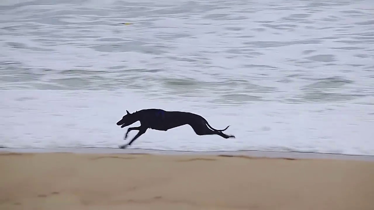 灰狗在沙滩上奔跑，慢镜头视频下载