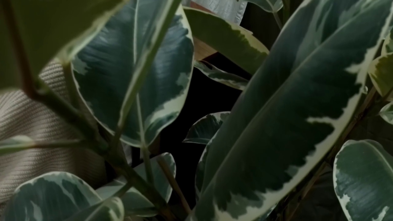 大型植物在照相馆，风景，现场视频素材