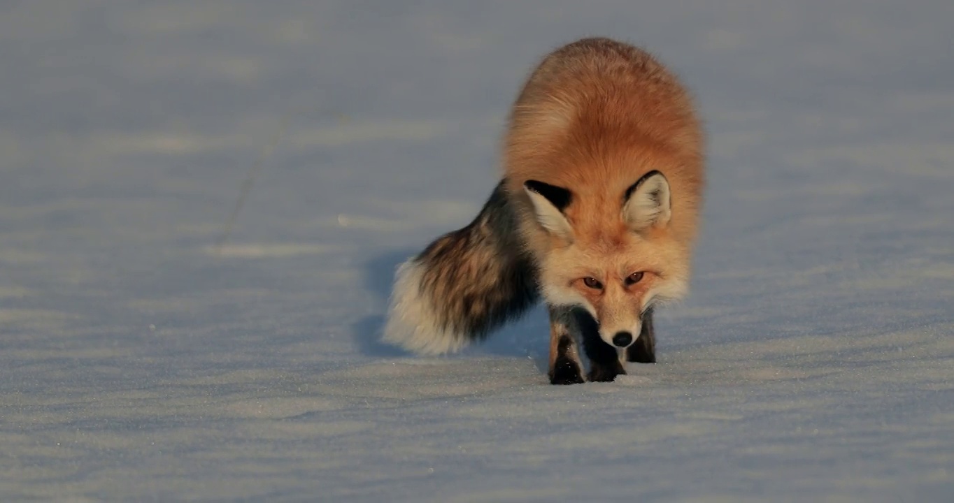 MS 4K极其罕见的慢动作镜头，一只三条腿的红狐狸(Vulpes Vulpes)在日落时的新雪中狩猎视频素材