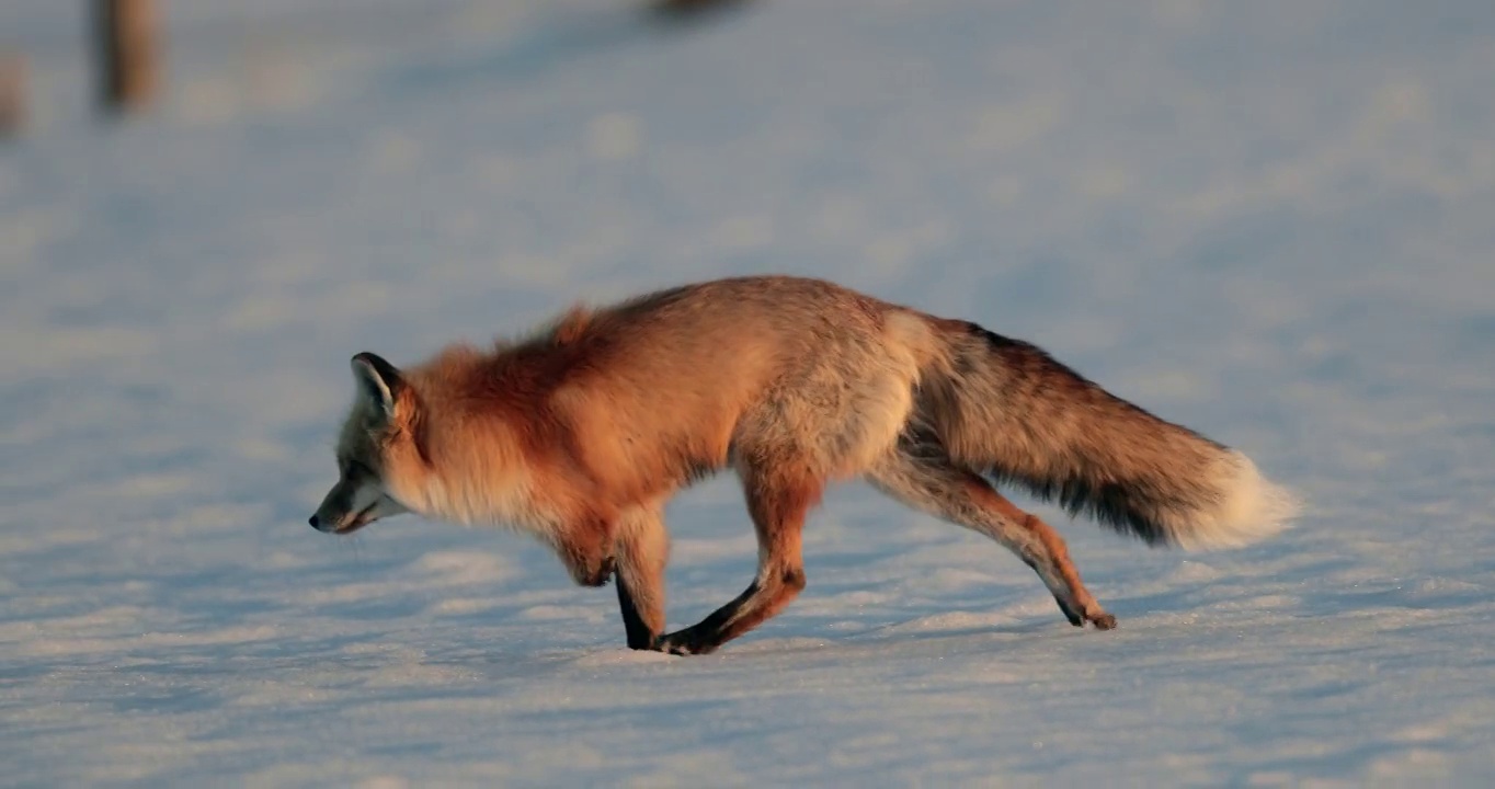 MS 4K极其罕见的慢动作镜头，一只三条腿的红狐狸(Vulpes Vulpes)在日落时的新雪中狩猎视频下载