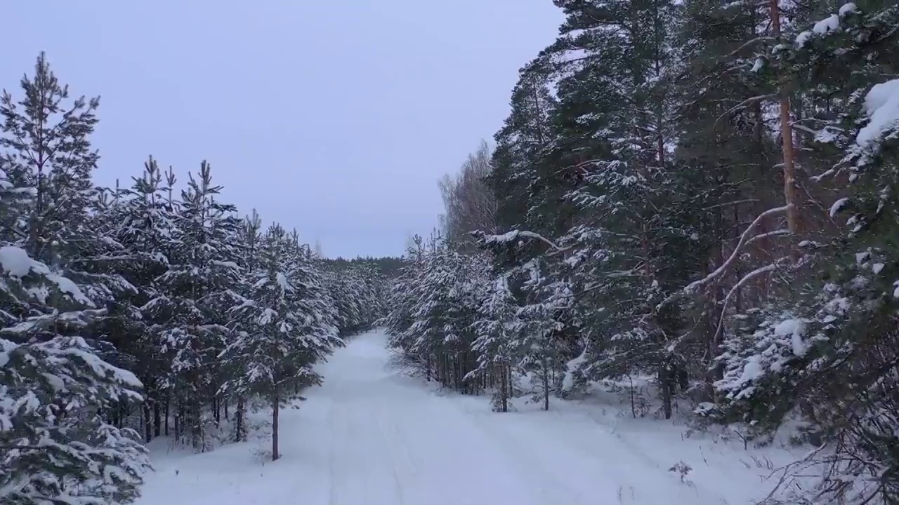 从无人机鸟瞰积雪覆盖的冬季松树林。松树的树枝上结满了霜视频素材