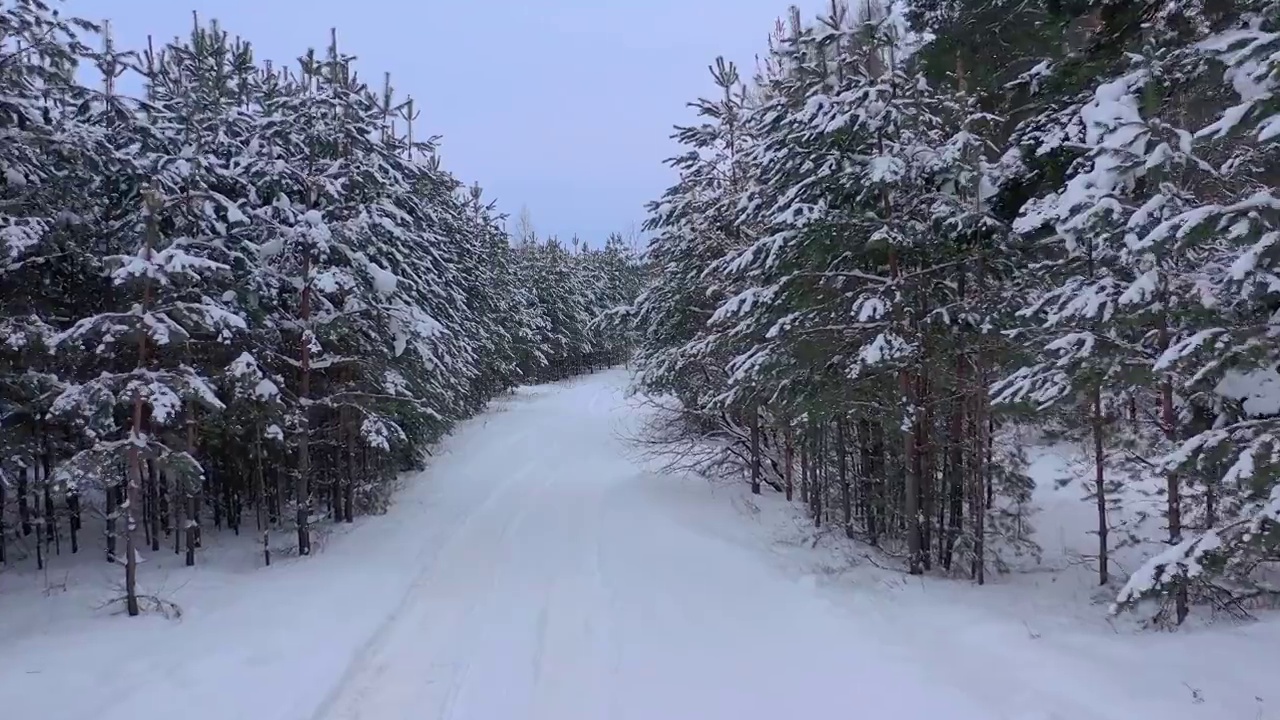从无人机鸟瞰积雪覆盖的冬季松树林。松树的树枝上结满了霜视频素材