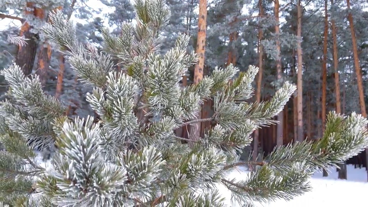 冰雪覆盖的冬季松树林。密密麻麻覆盖着霜的松枝视频素材