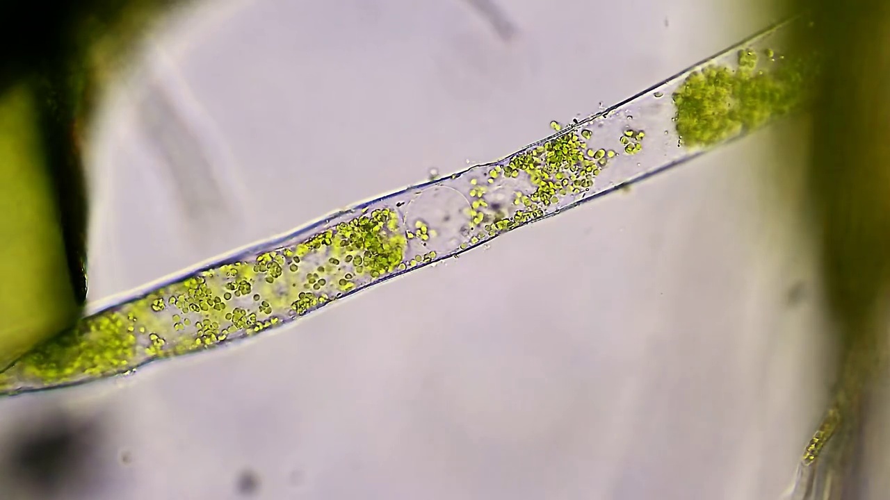绿藻水生植物视频下载