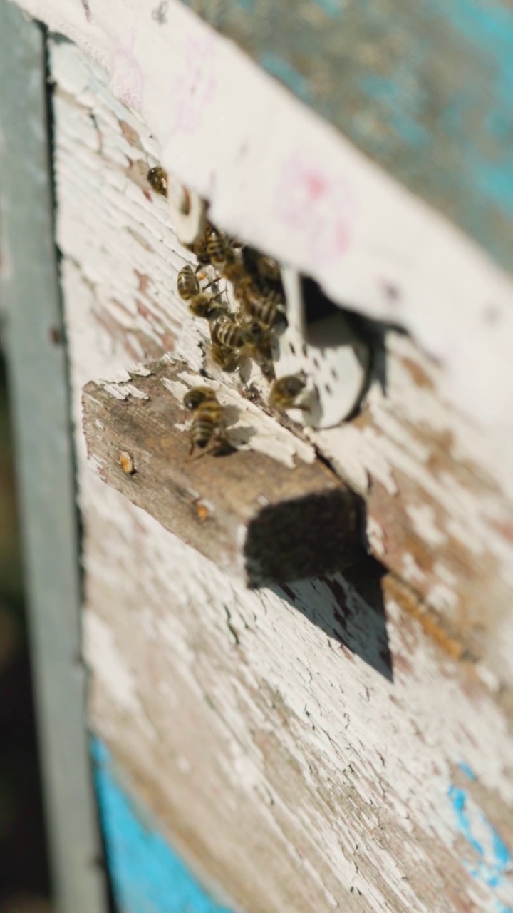 蜜蜂飞进蜂巢的特写镜头。蜜蜂飞了出来，飞进了木质蜂巢的入口。养蜂的概念。垂直视频视频素材