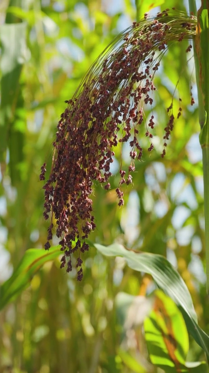 农业上种植粟。粟属植物，俗称糜子或普通小米。正在成熟的粟刷在田野里proso。垂直视频视频素材