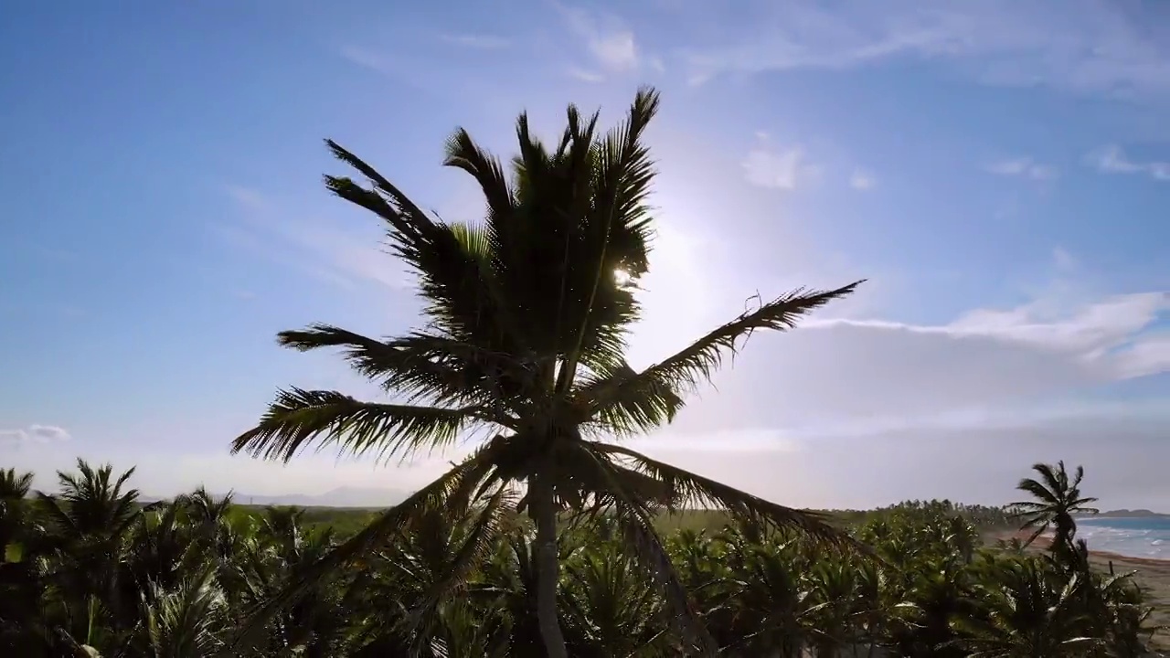 棕榈树映衬着美丽的蓝天视频素材