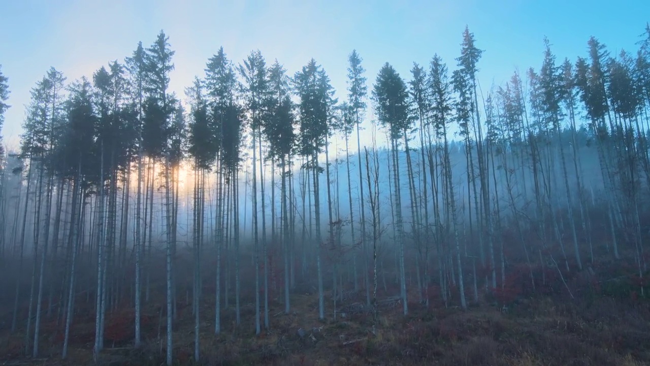 鸟瞰图明亮的阳光照亮光束雾黑暗的森林与松树在秋天日出。雾蒙蒙的黎明，令人惊叹的野生森林。环境与自然保护理念视频素材