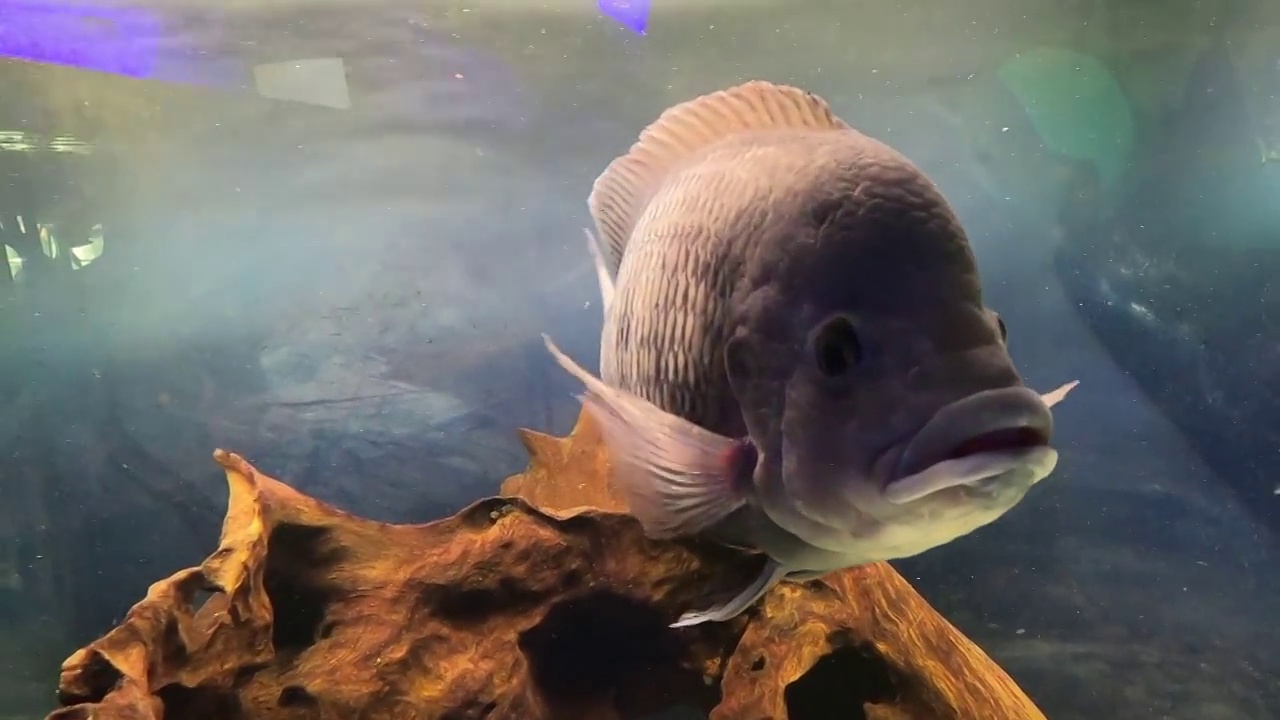 巨大的罗非鱼能捕获大约5磅重的野生罗非鱼水，视频素材