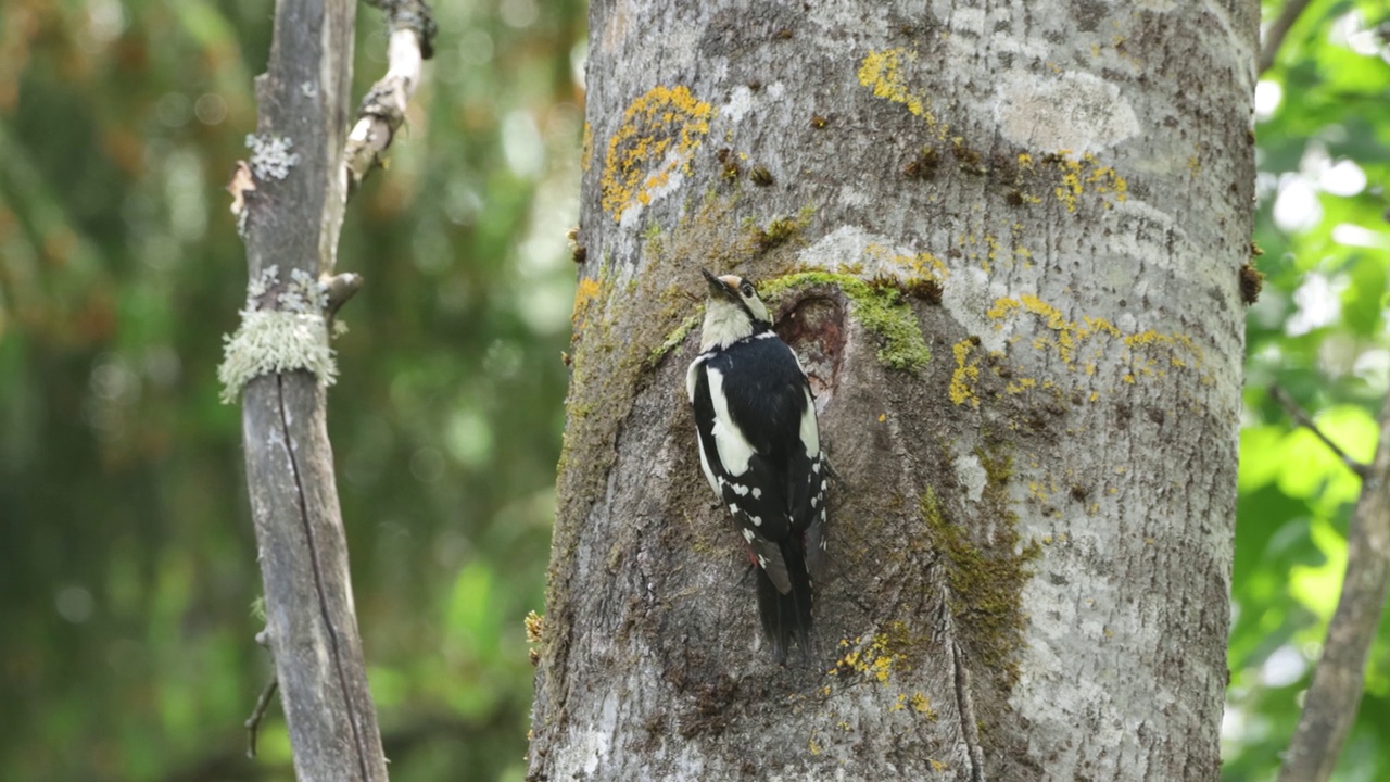 一只警惕的大斑点啄木鸟在树上飞走了视频下载