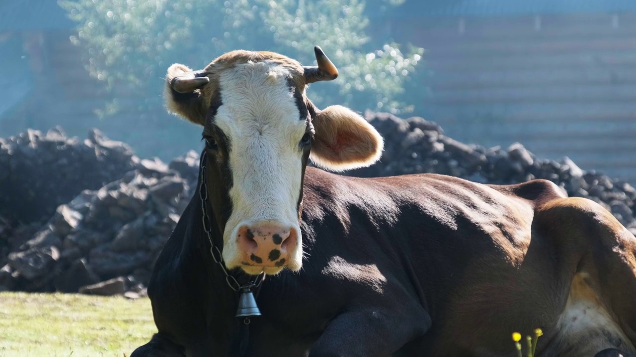 奶牛躺在草坪上，看着摄像机，鼻孔里呼出蒸汽视频下载