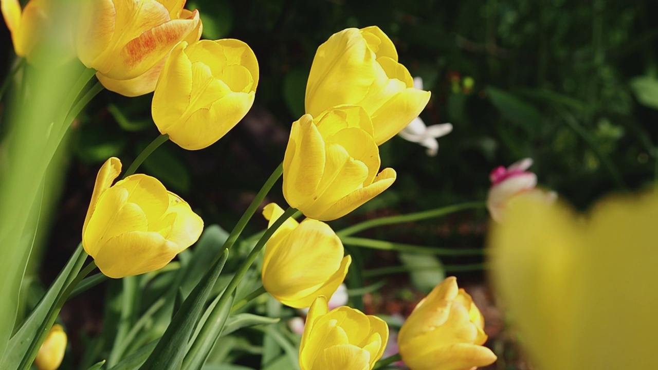 鲜艳的黄色郁金香在花园里盛开。视频素材