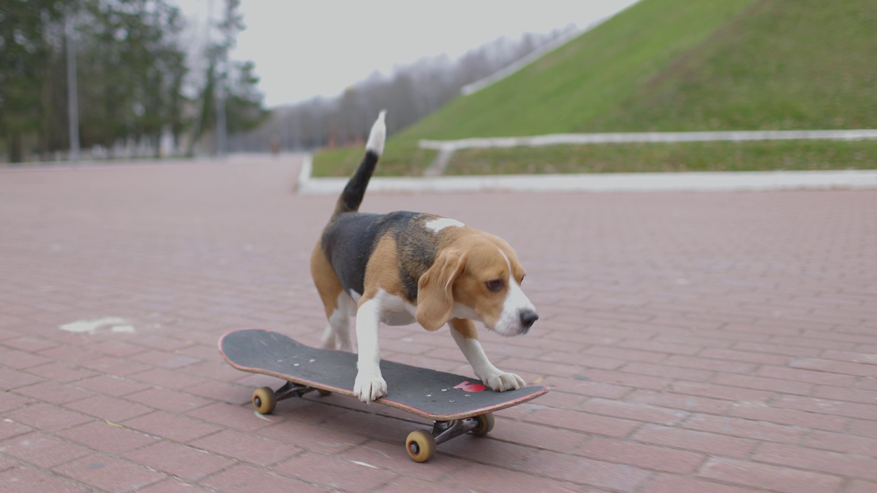 小猎犬在公园里玩滑板。宠物狗在户外玩滑板。缓慢的运动。视频素材