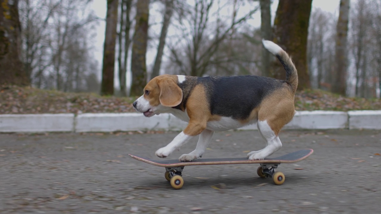 小猎犬在公园里玩滑板。宠物狗在户外玩滑板。缓慢的运动。视频素材
