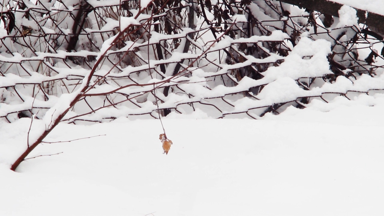 在夜晚，树枝上的枯叶悬挂在积雪的上方视频素材