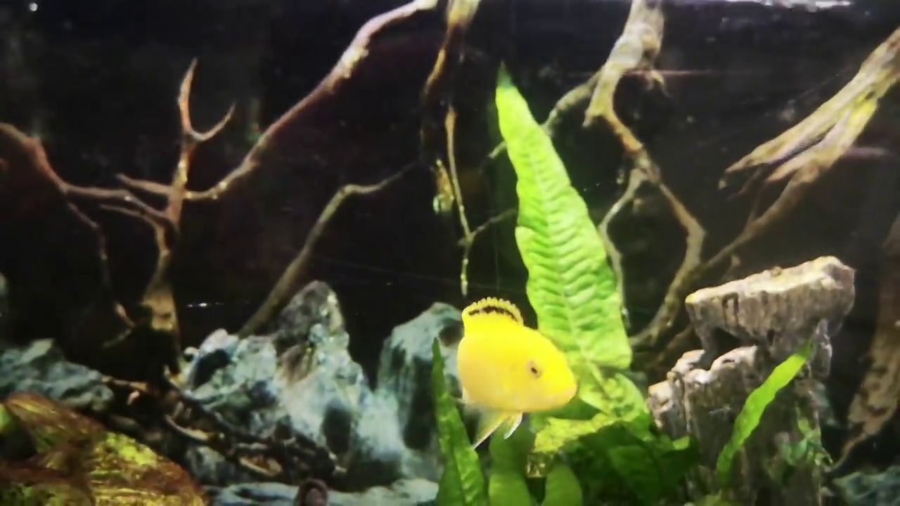鱼在家里的水族馆里游泳视频素材