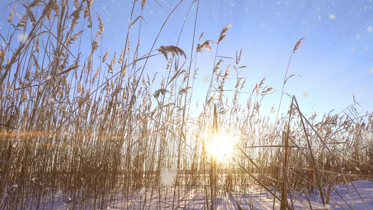 夕阳下的白雪衬托下，芦苇在风中摇曳。美丽的降雪。自然背景，风中芦苇。冬天的风景，超缩，4k，相机左右移动视频下载