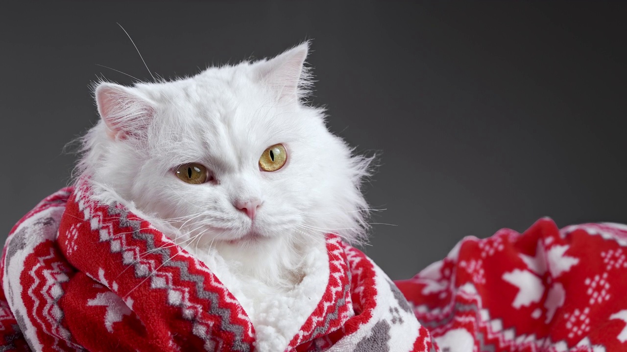 毛茸茸的白色猫的肖像与滑稽的微笑鬼脸。圣诞装饰快乐，红色装饰格子呢。新年，宠物，动物的模因概念。视频下载