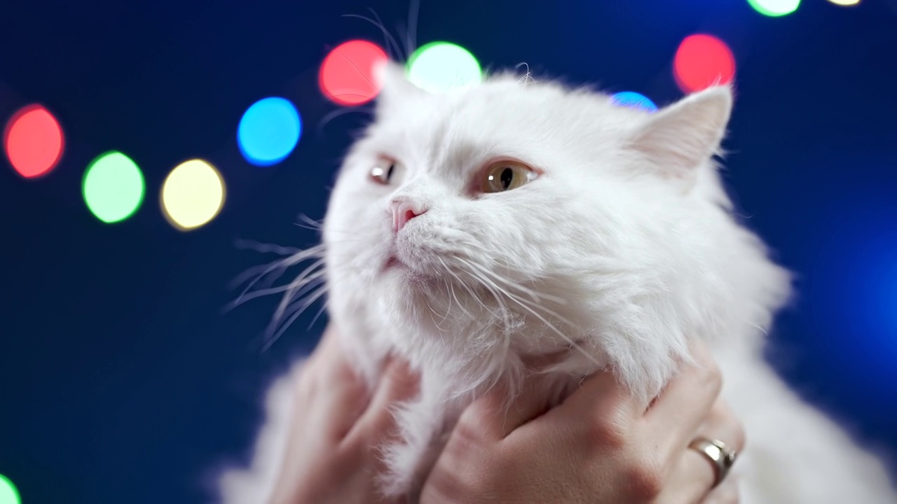 女人抚摸可爱的白色毛茸茸的猫孤立在蓝色的背景与彩色的花环与灯。爱抚家养可爱的宠物。爱，关怀，圣诞假期概念。视频下载