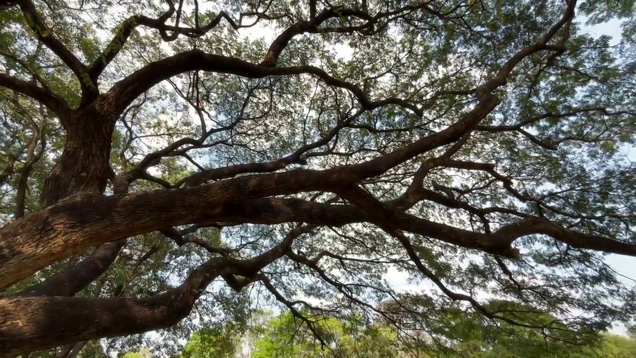 有阳光的大树的树枝视频下载