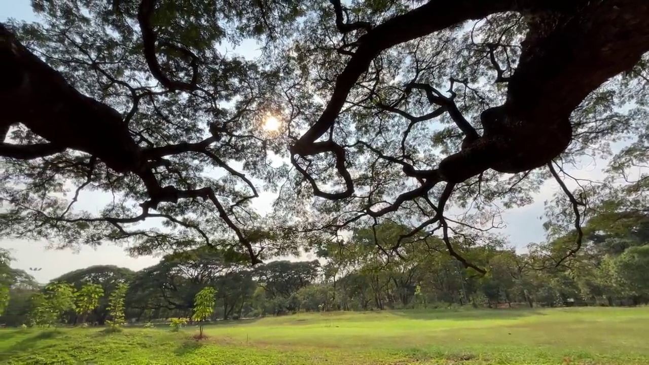 有阳光的大树的树枝视频下载