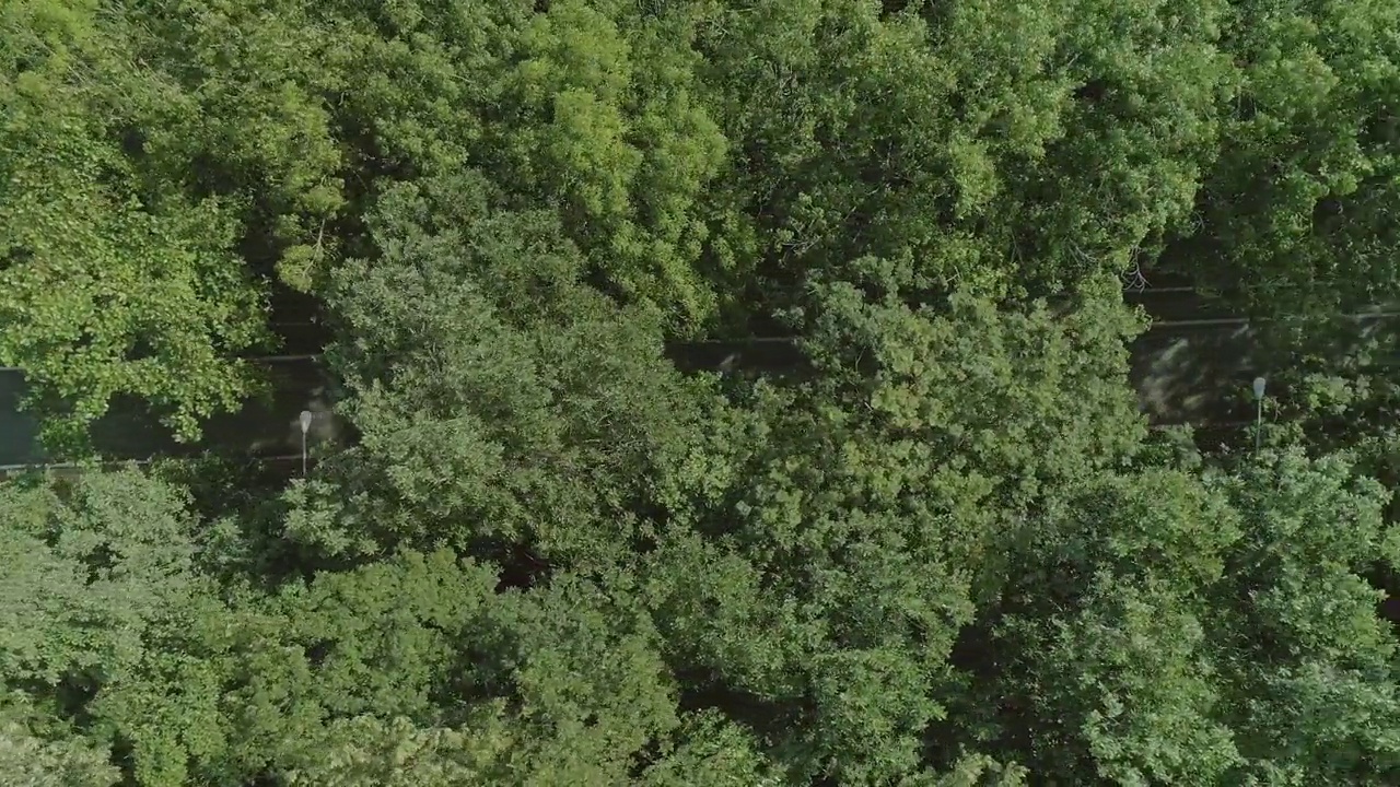 鸟瞰绿色的森林穿过空的道路与汽车视频下载