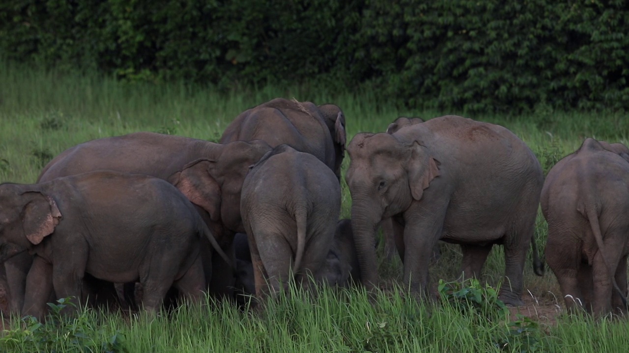 大象动了，在草地上吃草视频素材