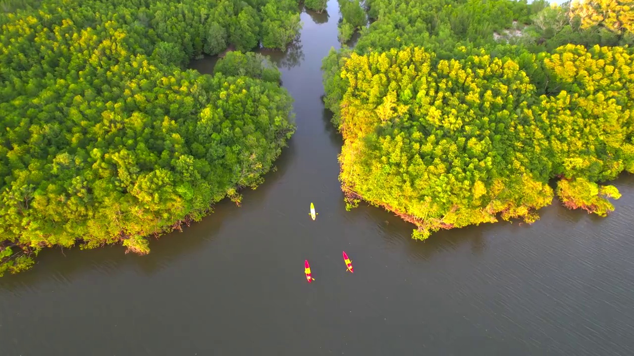 日落场景鸟瞰图的旅行团或研究人员划桨动作划桨的小船皮划艇在淡水河湖发现和探索大自然的植物园热带，攀牙省，泰国视频购买