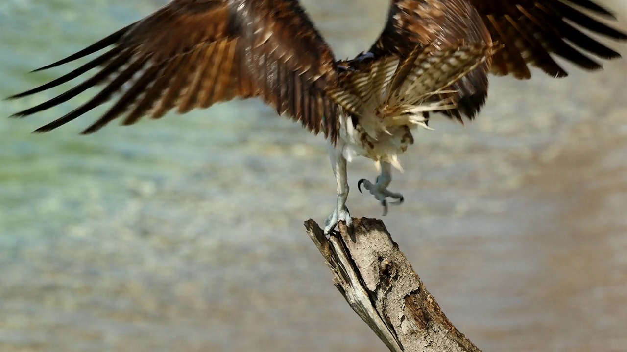 加勒比库拉索岛的野生动物和鱼鹰视频下载