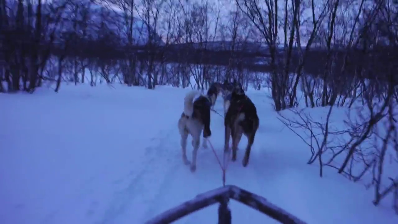 在北极的冬天，狗在极地的日子里拉雪橇。瑞典的拉普兰视频下载