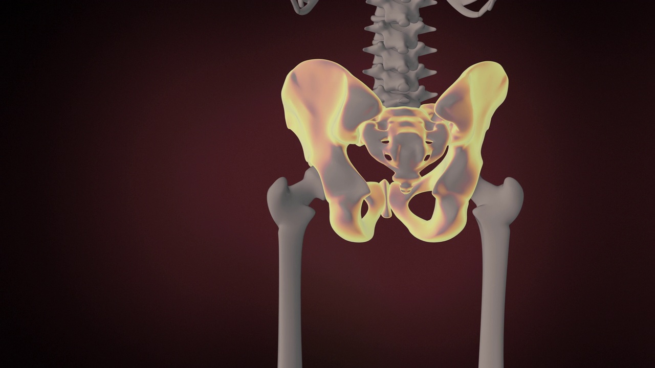 人体骨骼系统骨盆带视频下载