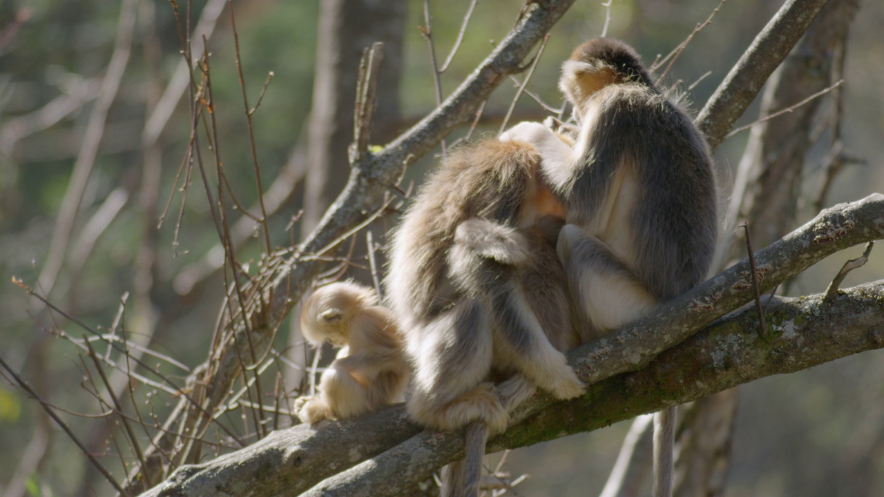 金丝猴在树枝上互相梳理毛发视频素材