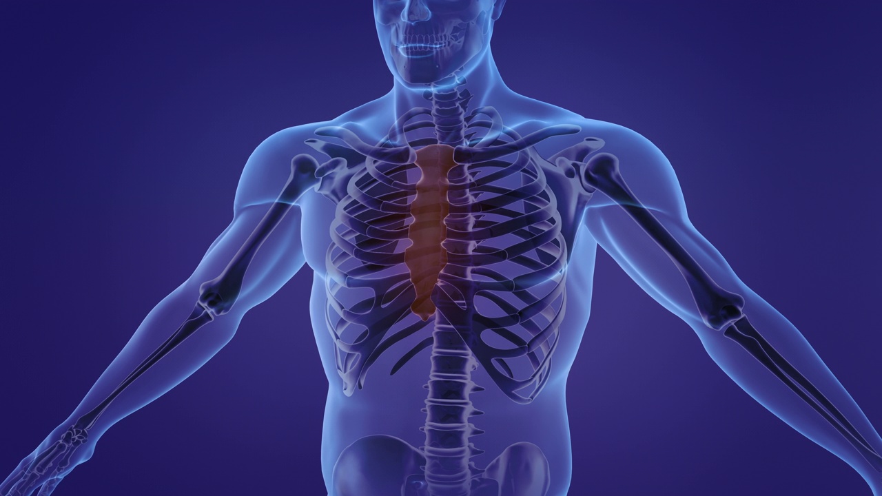 展示胸骨和肋骨的人体解剖动画视频下载