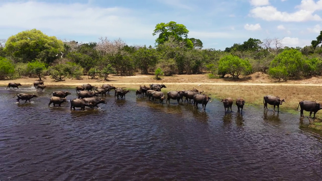 斯里兰卡国家公园里的水牛视频素材