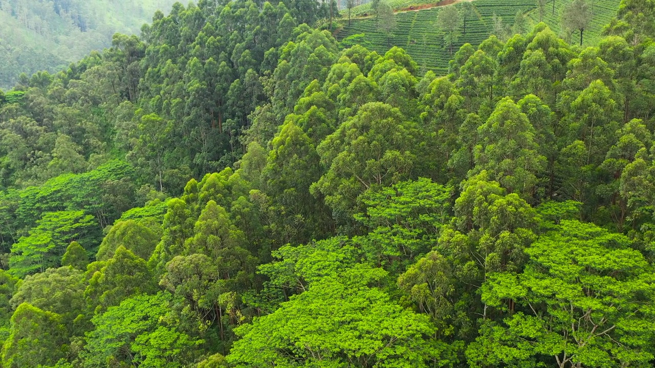 斯里兰卡山区山坡上的茶园视频素材